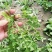 荠菜种子野菜大全农家四季大叶地菜种籽食用盆栽荠荠菜种籽孑