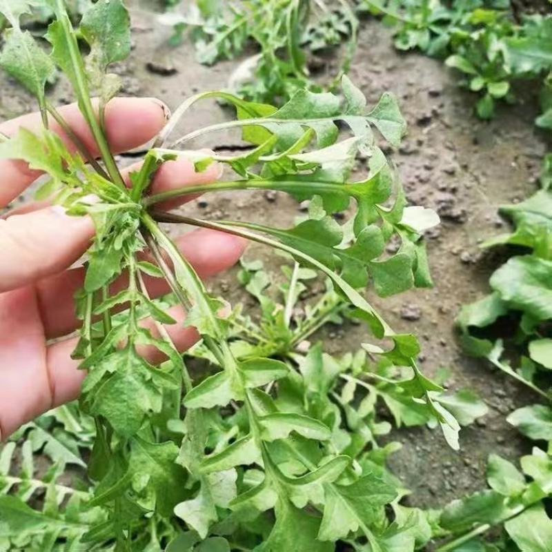 荠菜种子野菜大全农家四季大叶地菜种籽食用盆栽荠荠菜种籽孑