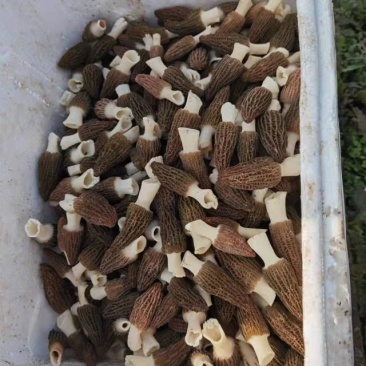 羊肚菌
