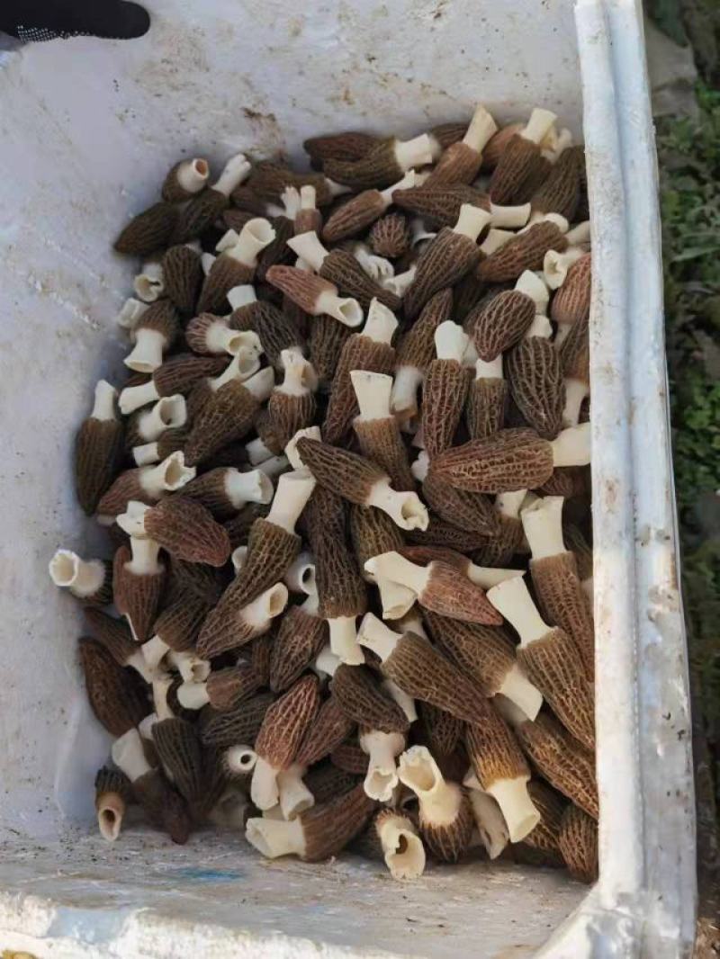 羊肚菌