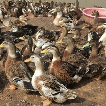 7000宾阳水库统鸭，公母对半，均5.67斤。