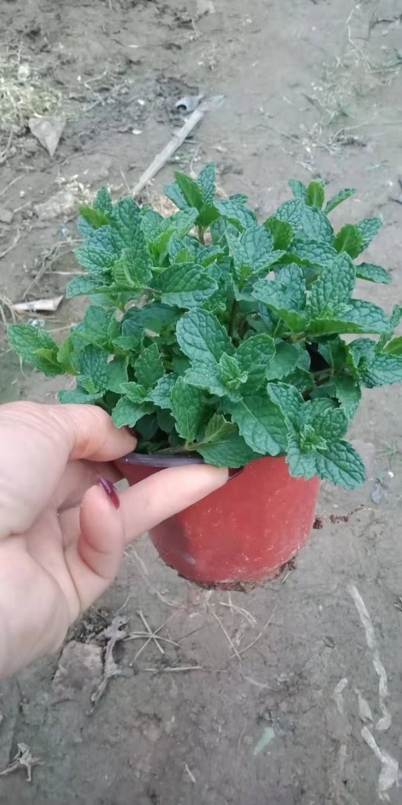 薄荷上市，需要老板联系，量大优惠，基地直发