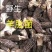 川西高原野生羊肚菌