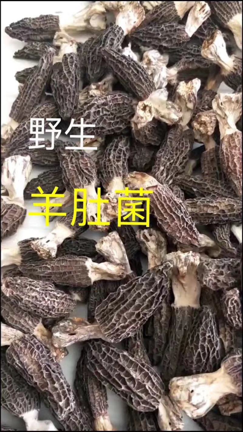 川西高原野生羊肚菌