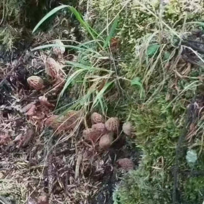 川西高原野生羊肚菌