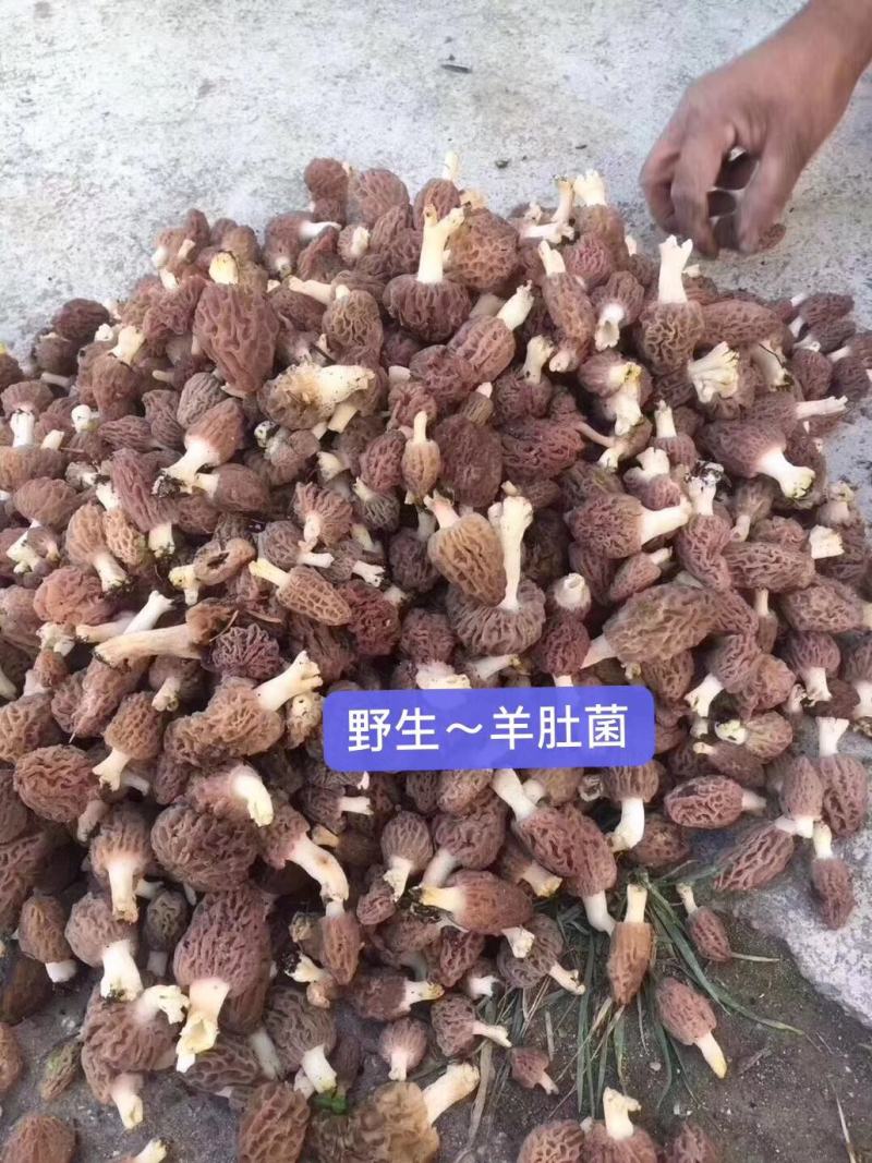 川西高原野生羊肚菌