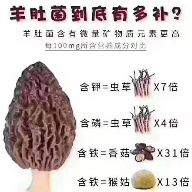 川西高原野生羊肚菌