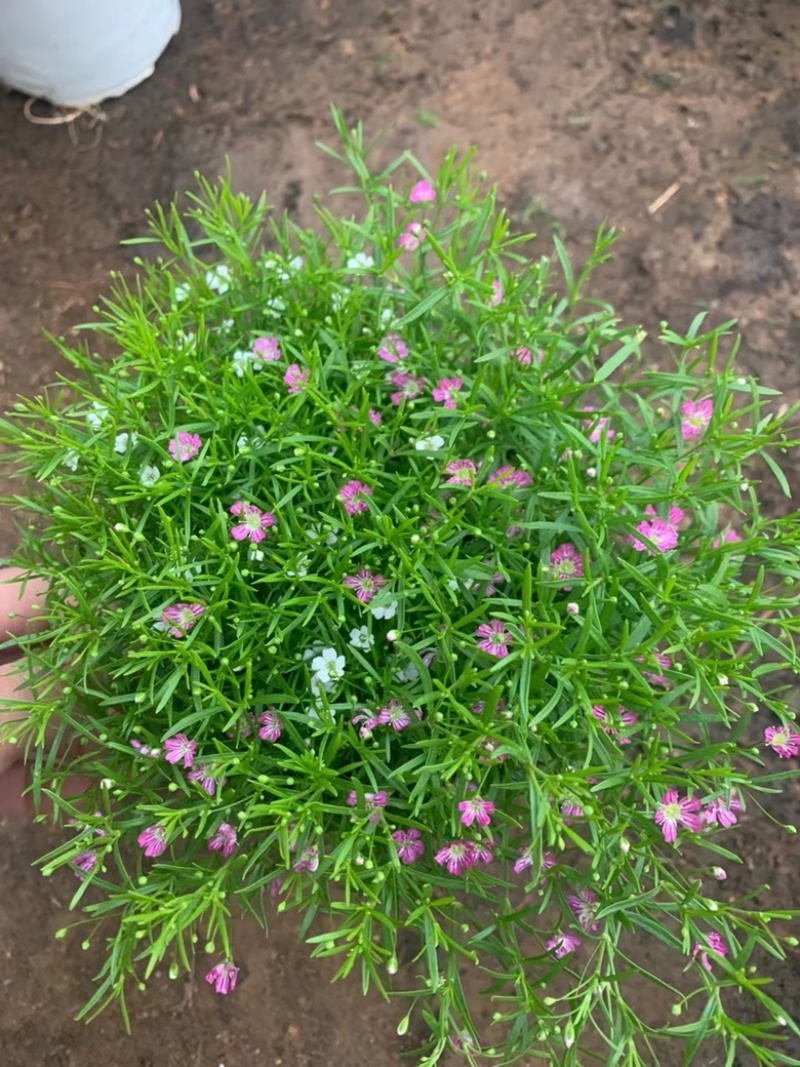 婚纱满天星，需要老板联系，量大优惠，欢迎联系