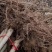 大量出售各种规格107杨树苗根系发达无病无灾