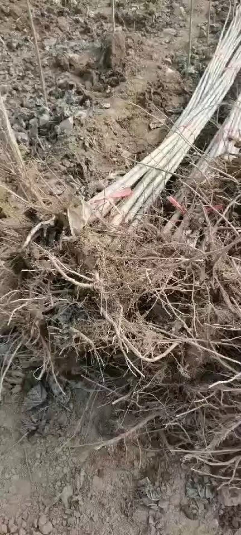 大量出售各种规格107杨树苗根系发达无病无灾
