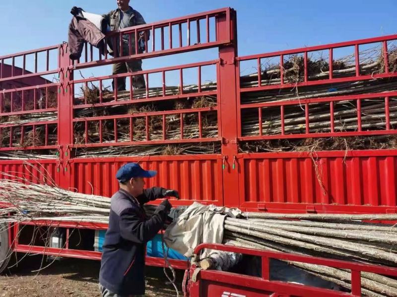 大量出售各种规格107杨树苗根系发达无病无灾