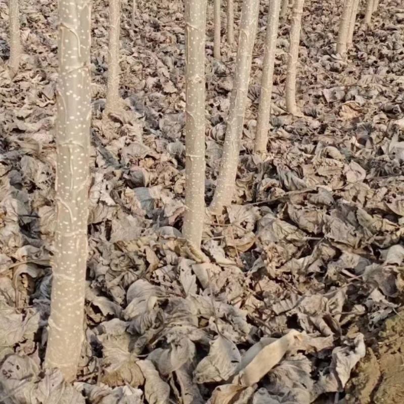 大量出售各种规格107杨树苗根系发达无病无灾