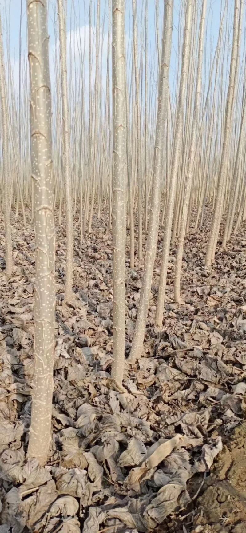大量出售各种规格107杨树苗根系发达无病无灾