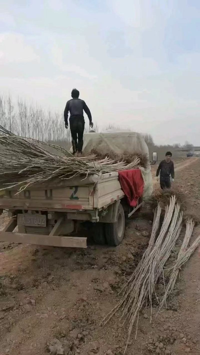 大量出售各种规格107杨树苗根系发达无病无灾