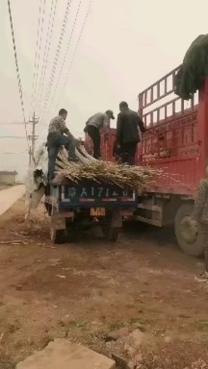 大量出售各种规格107杨树苗根系发达无病无灾