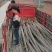 大量出售各种规格107杨树苗根系发达无病无灾