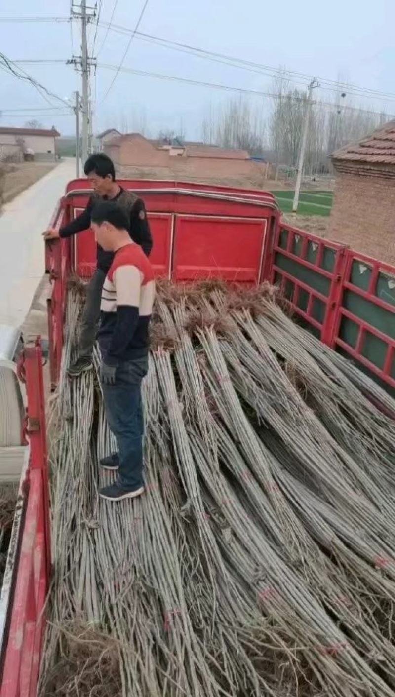 大量出售各种规格107杨树苗根系发达无病无灾