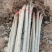 大量出售各种规格107杨树苗根系发达无病无灾