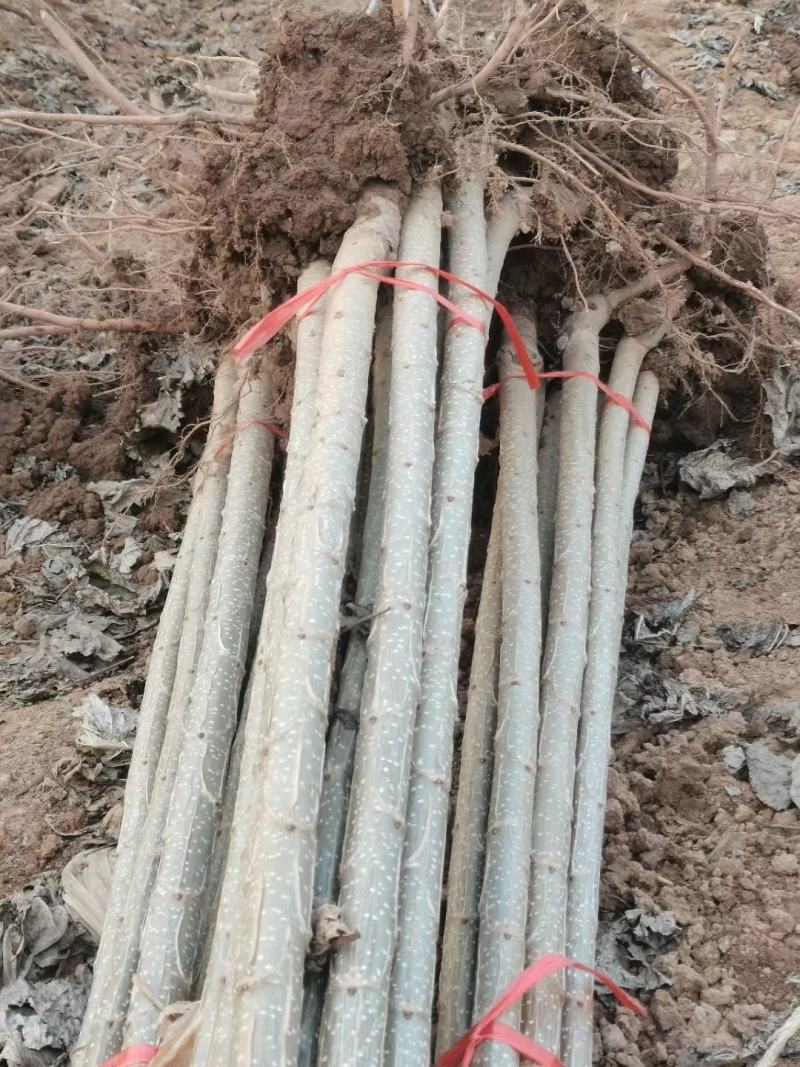 大量出售各种规格107杨树苗根系发达无病无灾