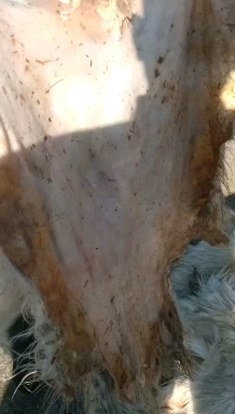 山羊皮，新疆伊宁大量出售