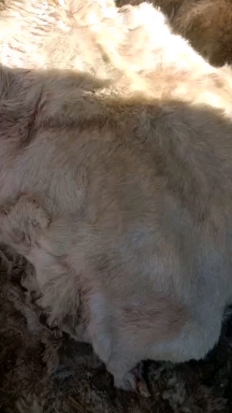 山羊皮，新疆伊宁大量出售