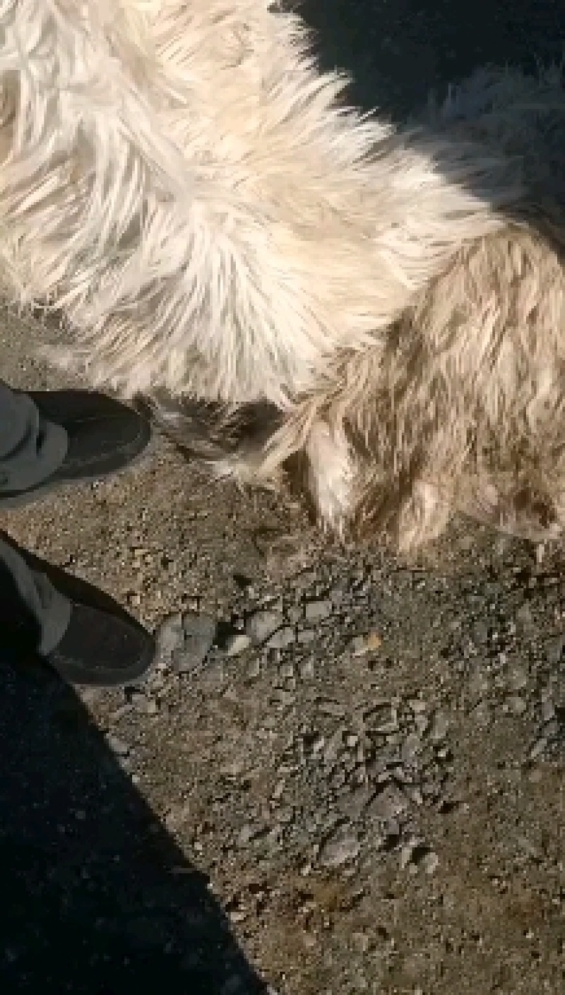 山羊皮，新疆伊宁大量出售