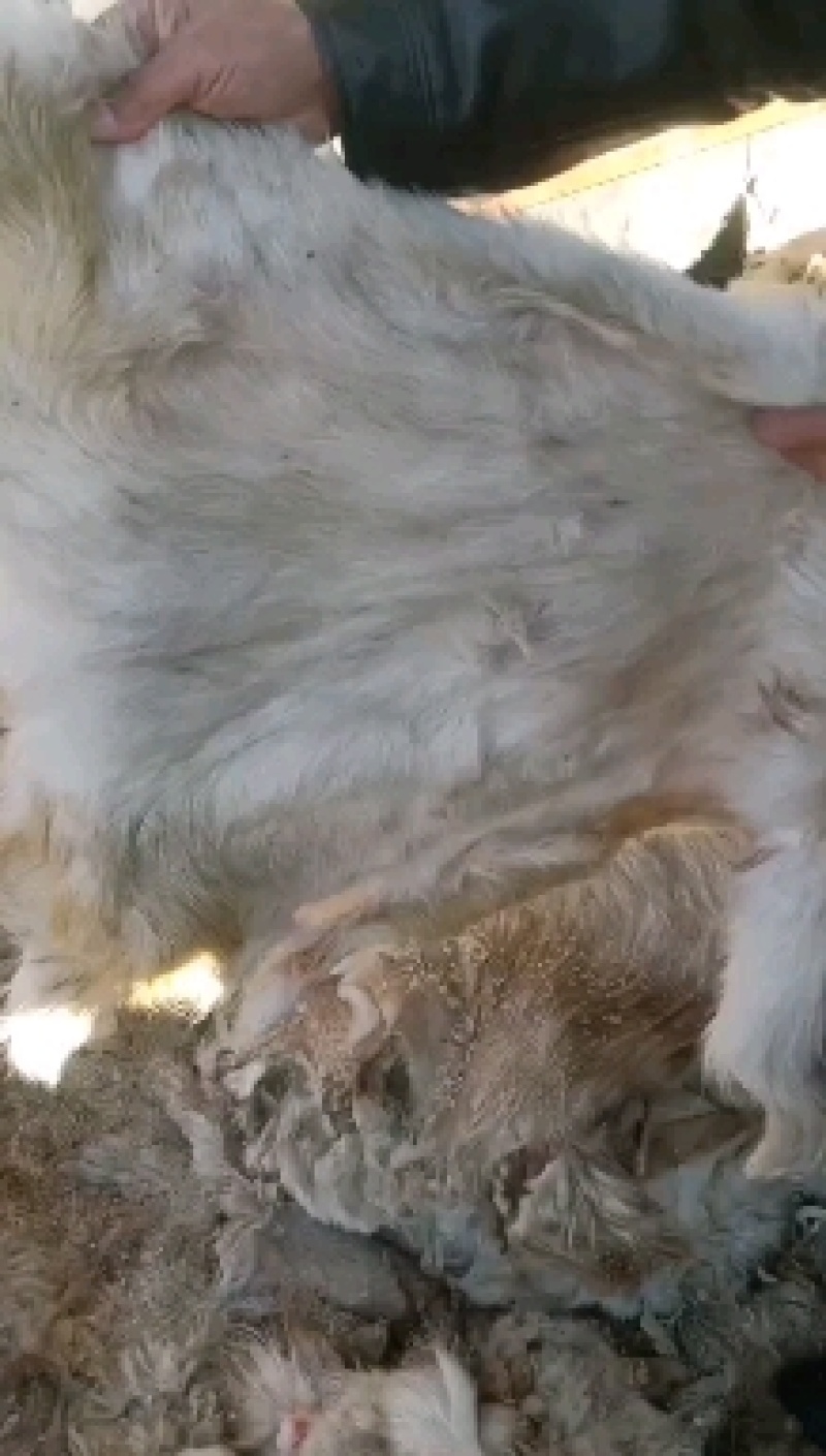 山羊皮，新疆伊宁大量出售