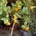 金桔，金枣，需要老板联系，量大优惠，木箱发货