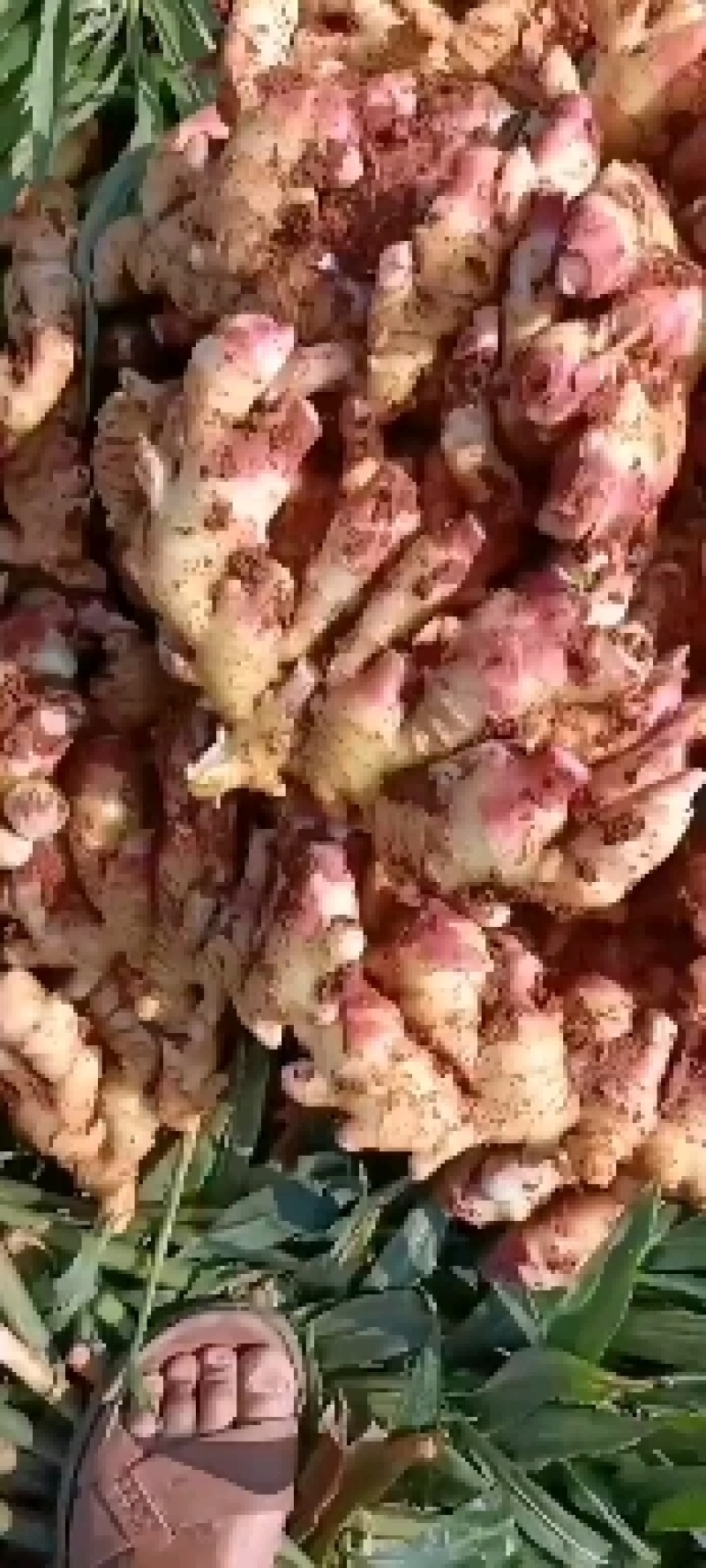 白姜，云南大白肉姜，水洗白肉姜，大量供应