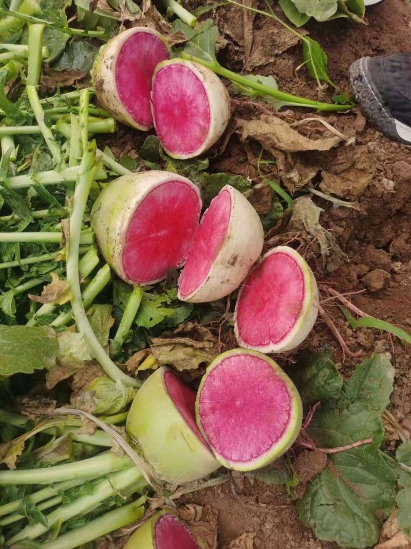 心里美萝卜，油炸，电商，市场，加工厂，，