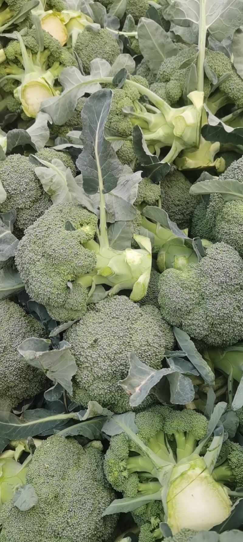 新野县诚信赢天下蔬菜专业社，为客户供应特绿“西兰花“优质