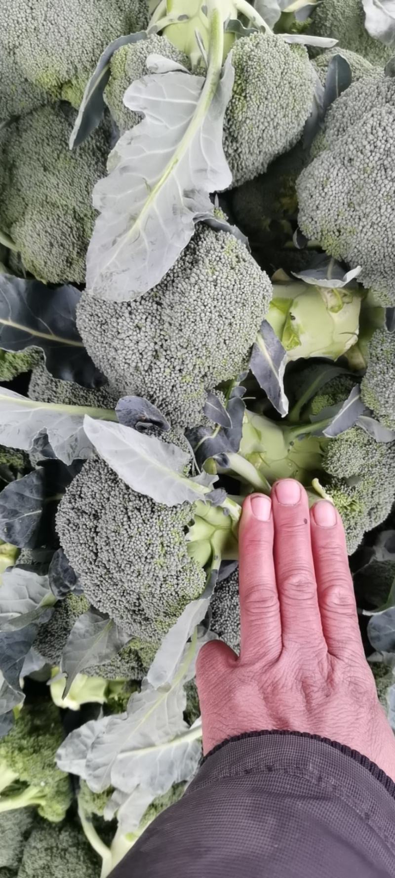 新野县诚信赢天下蔬菜专业社，为客户供应特绿“西兰花“优质