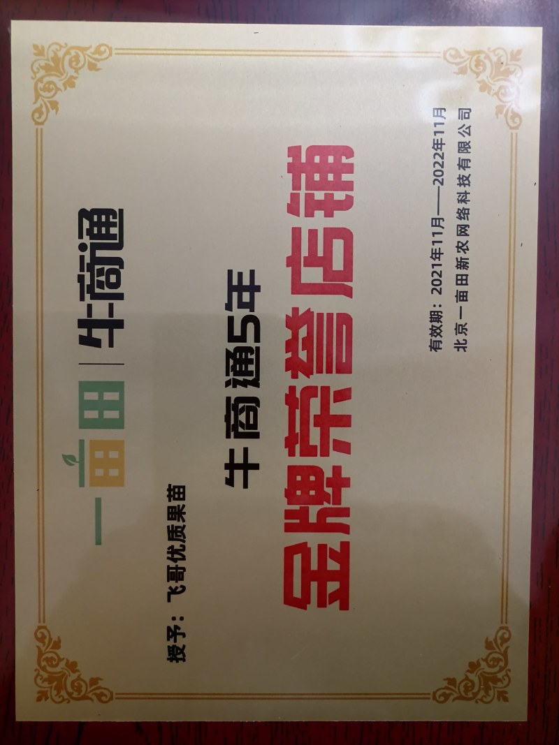 【柑桔苗】明日见，明日旺，明日行，纽菏尔，血橙均有售。