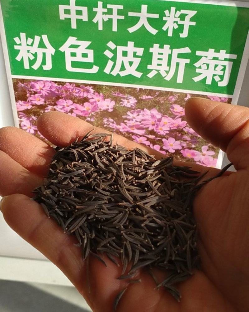 波斯菊种子花种籽格桑花四季开花易活花籽庭院外花卉野花组合