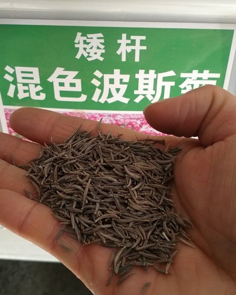 波斯菊种子花种籽格桑花四季开花易活花籽庭院外花卉野花组合