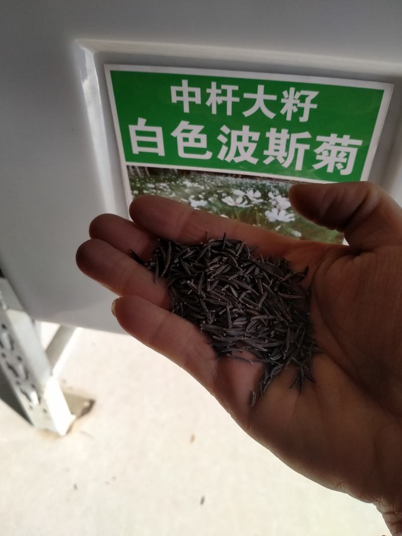 波斯菊种子花种籽格桑花四季开花易活花籽庭院外花卉野花组合