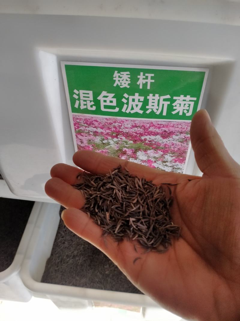 波斯菊种子花种籽格桑花四季开花易活花籽庭院外花卉野花组合