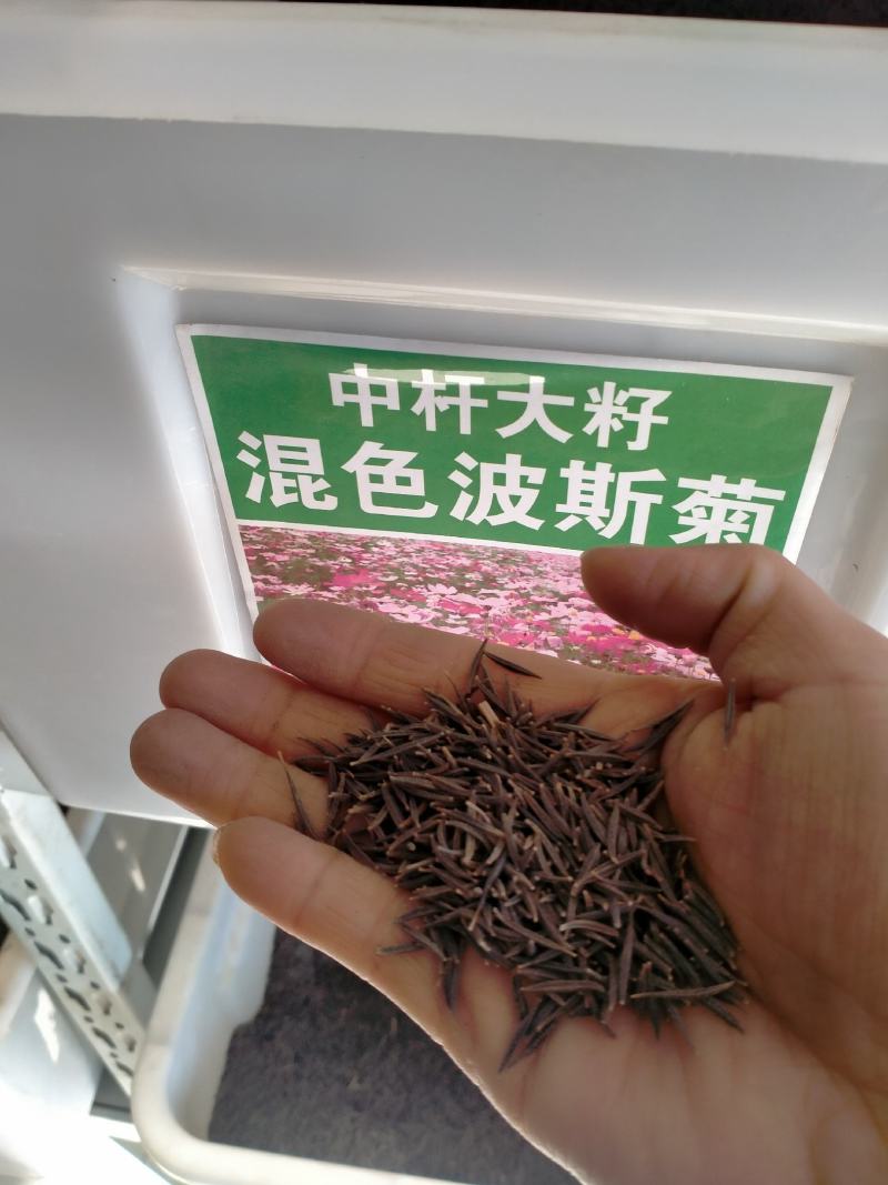 波斯菊种子花种籽格桑花四季开花易活花籽庭院外花卉野花组合