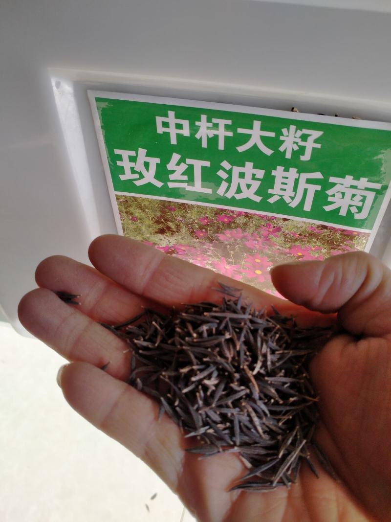 波斯菊种子花种籽格桑花四季开花易活花籽庭院外花卉野花组合