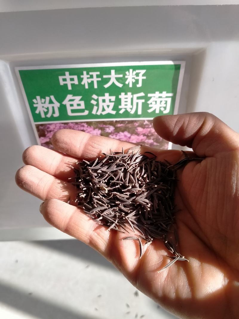 波斯菊种子花种籽格桑花四季开花易活花籽庭院外花卉野花组合