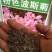 波斯菊种子花种籽格桑花四季开花易活花籽庭院外花卉野花组合