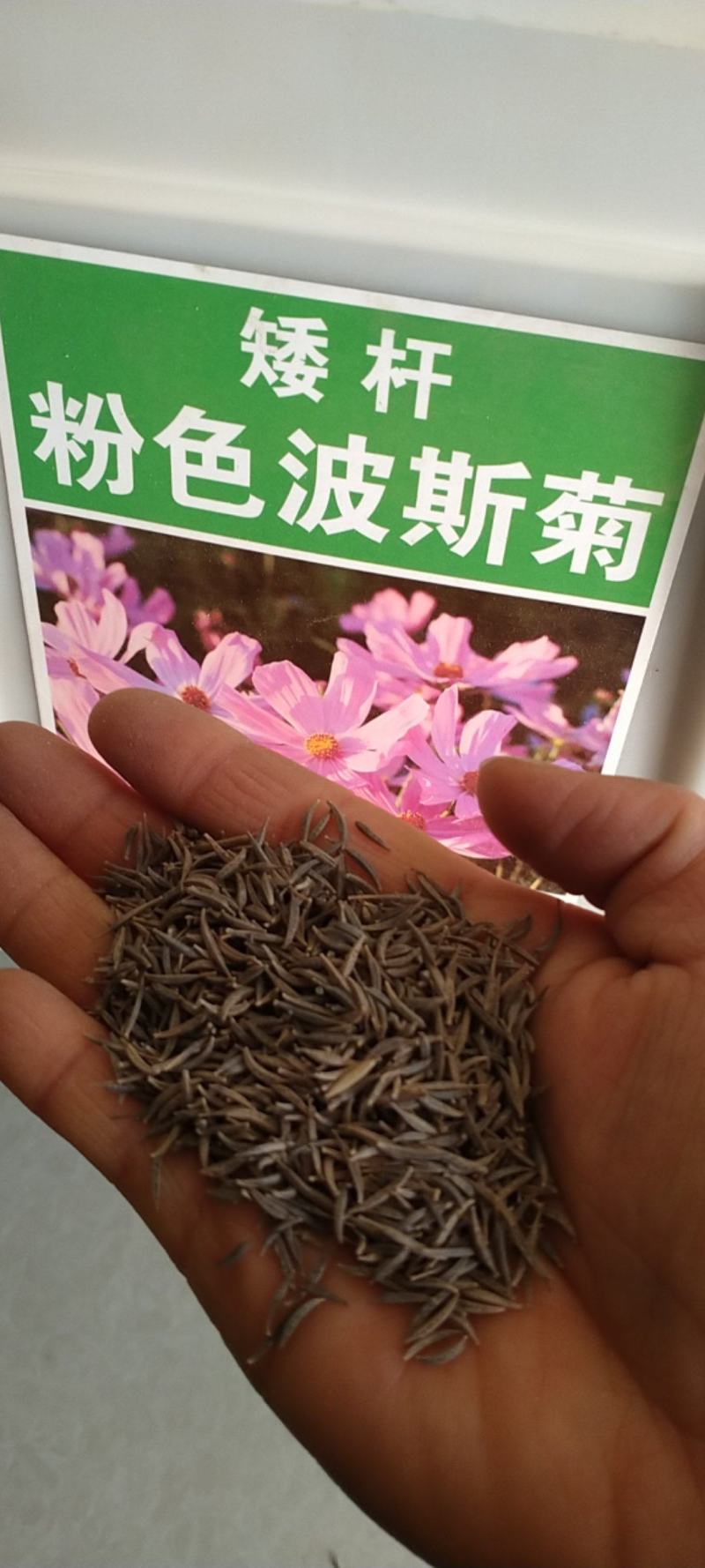 波斯菊种子花种籽格桑花四季开花易活花籽庭院外花卉野花组合