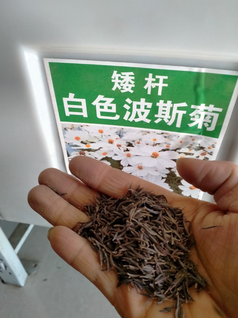 波斯菊种子花种籽格桑花四季开花易活花籽庭院外花卉野花组合