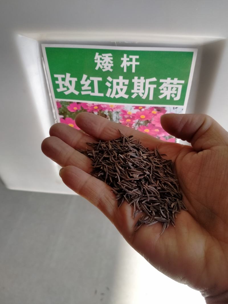 波斯菊种子花种籽格桑花四季开花易活花籽庭院外花卉野花组合
