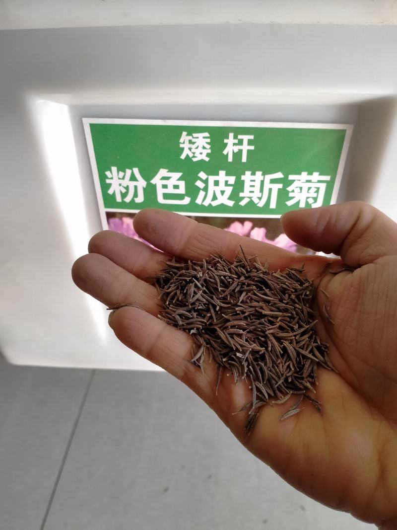 波斯菊种子花种籽格桑花四季开花易活花籽庭院外花卉野花组合