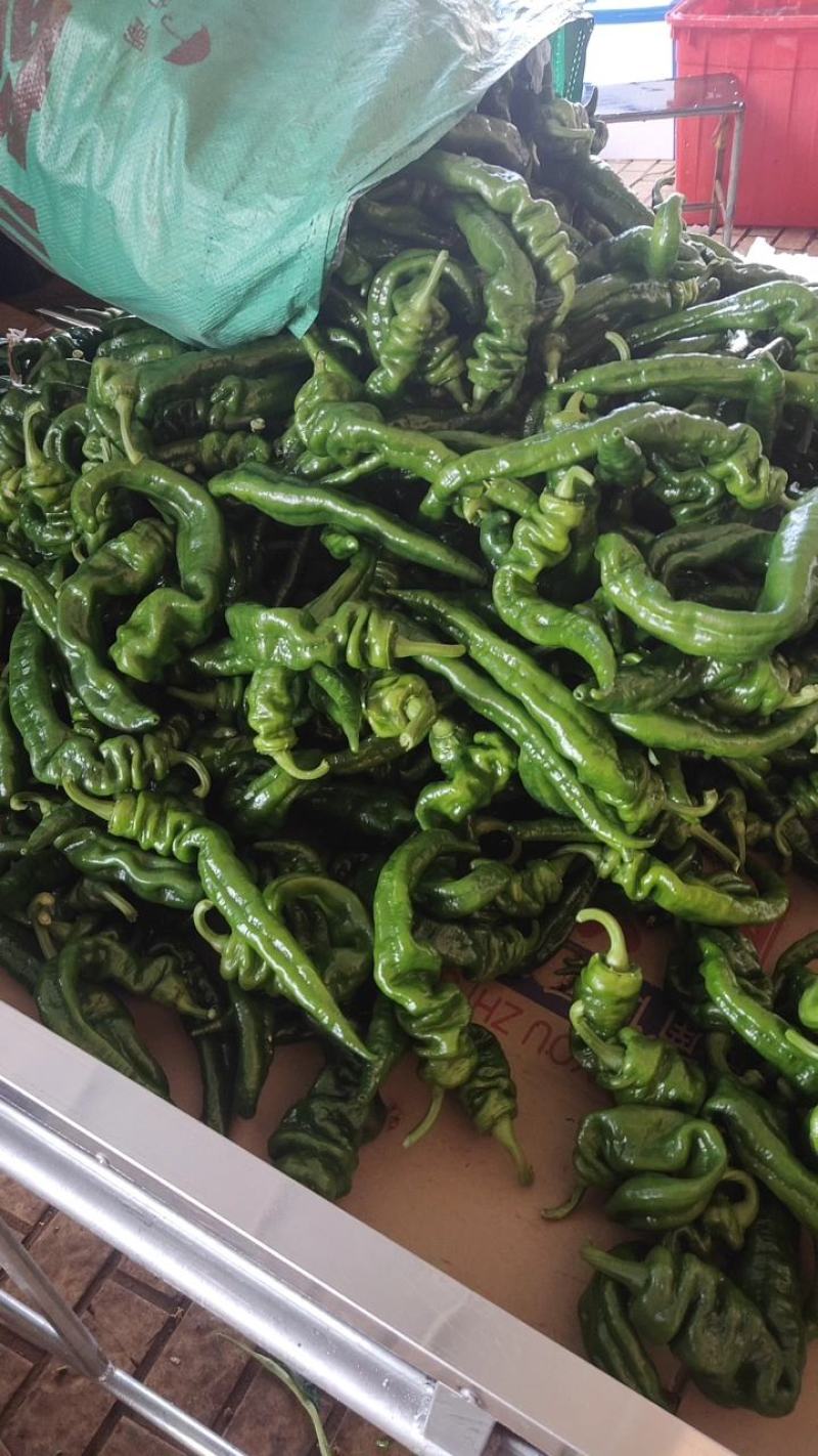 精品螺丝椒，全国代发