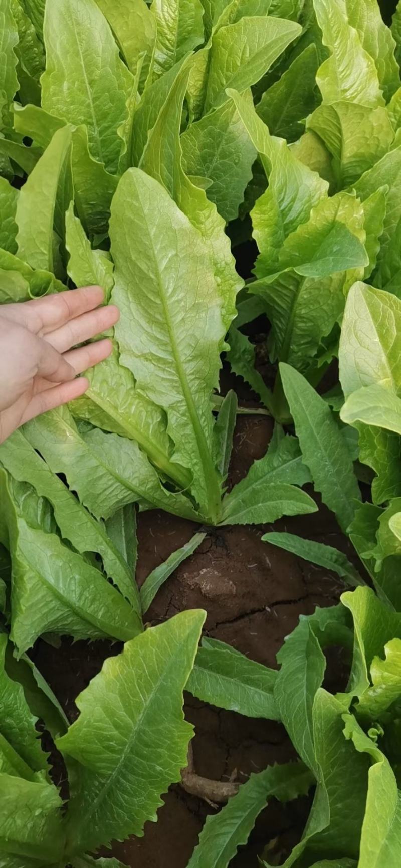 热卖:精品油麦菜，质量杠杠硬，颜色特别绿，不存在霜霉病。