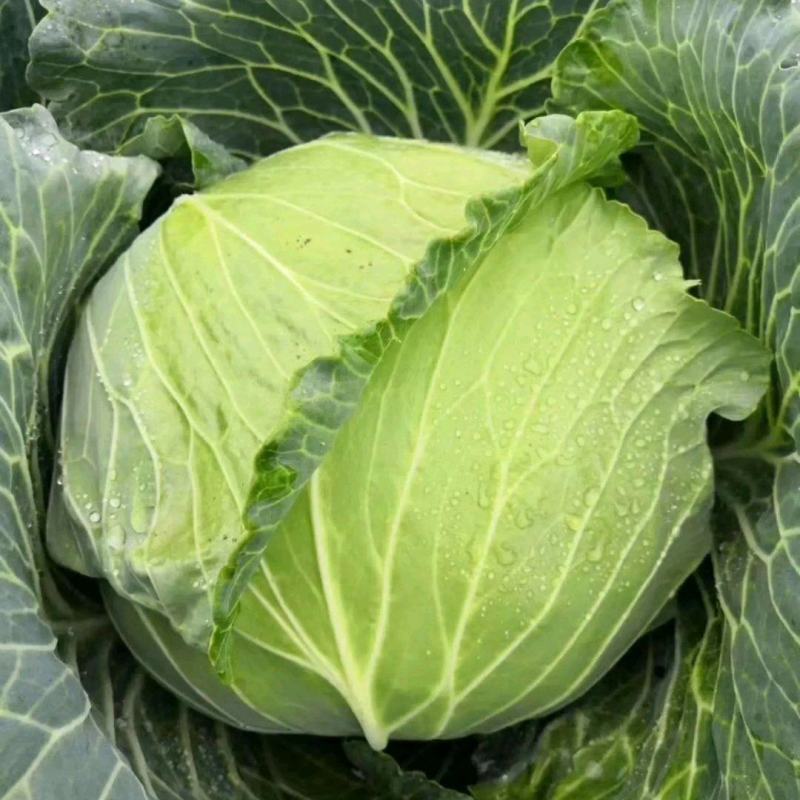 新野县奥奇娜包菜种植基地，色好，无虫，无病，o有货量大