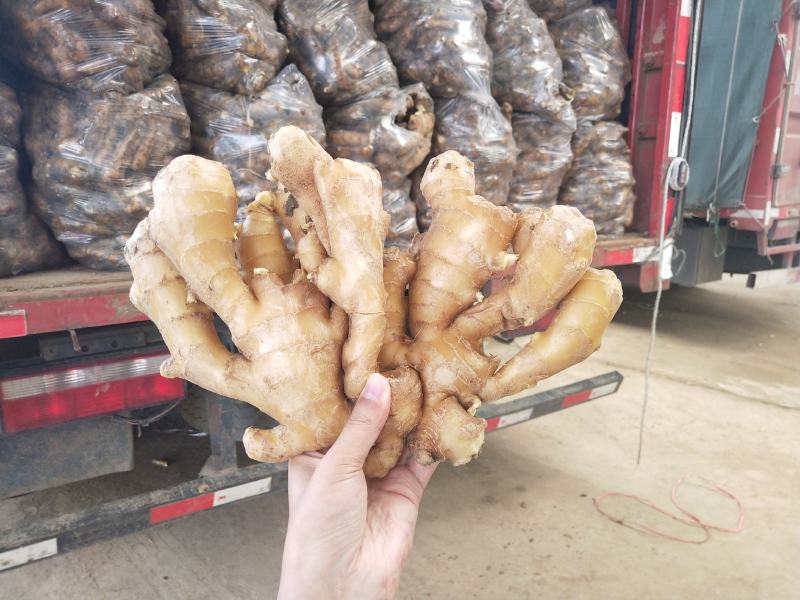 【优选】精品生姜批发窖藏大黄姜可加工风干姜产地供应