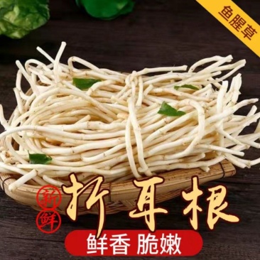 【现挖】鱼腥草新鲜嫩根折耳根湖北节儿根特产凉拌鱼腥草